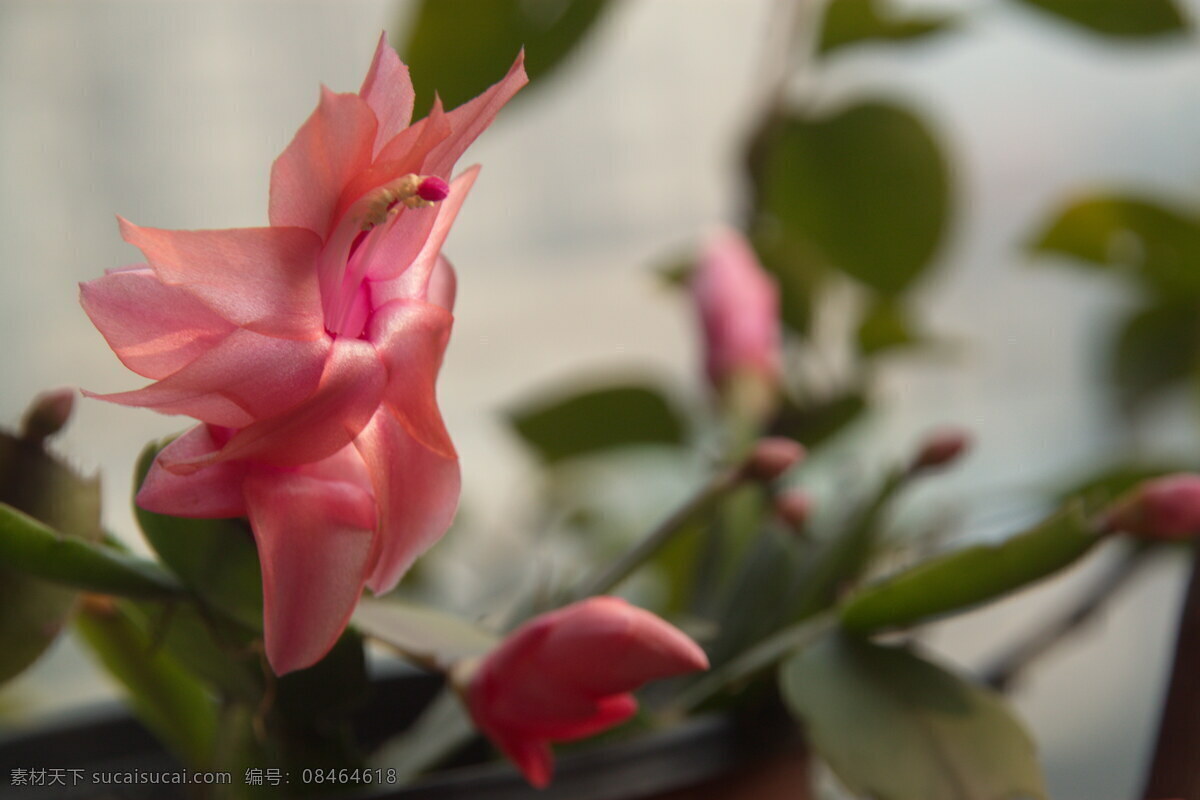植物 花卉 花木 花草 蟹爪兰 花果 生物世界