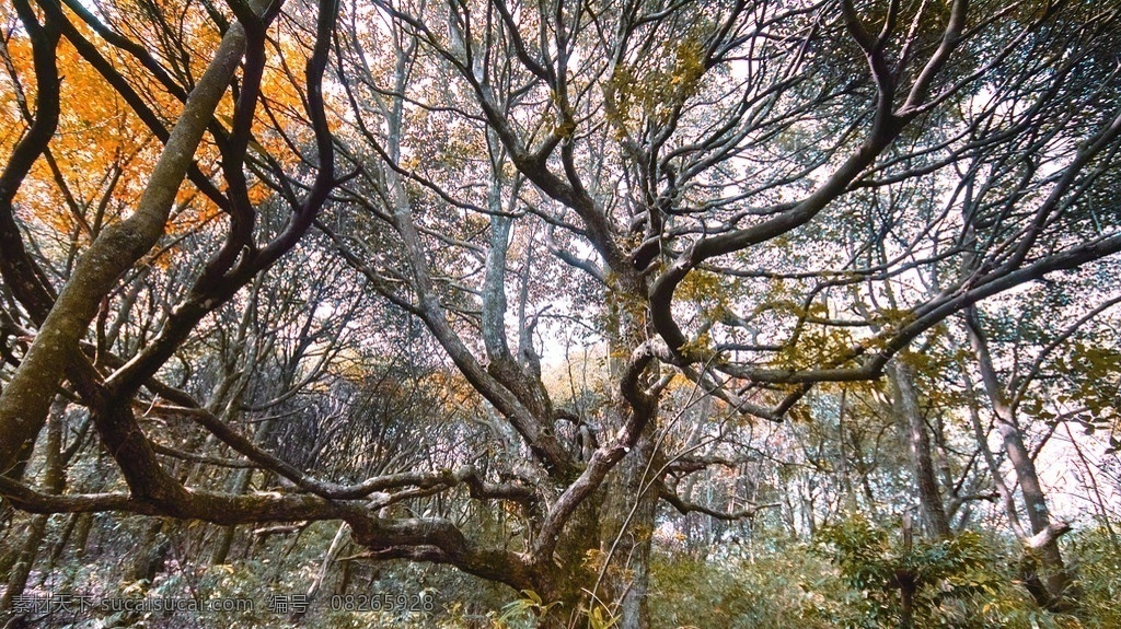 风景 大自然绿树 树林 自然风景 绿色森林 树木 大树 丛林 树木树叶 生物世界