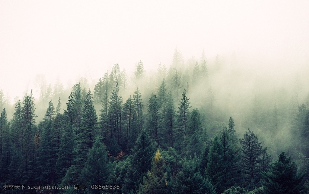 树林 云雾 森林 树木 唯美 自然景观 自然风景