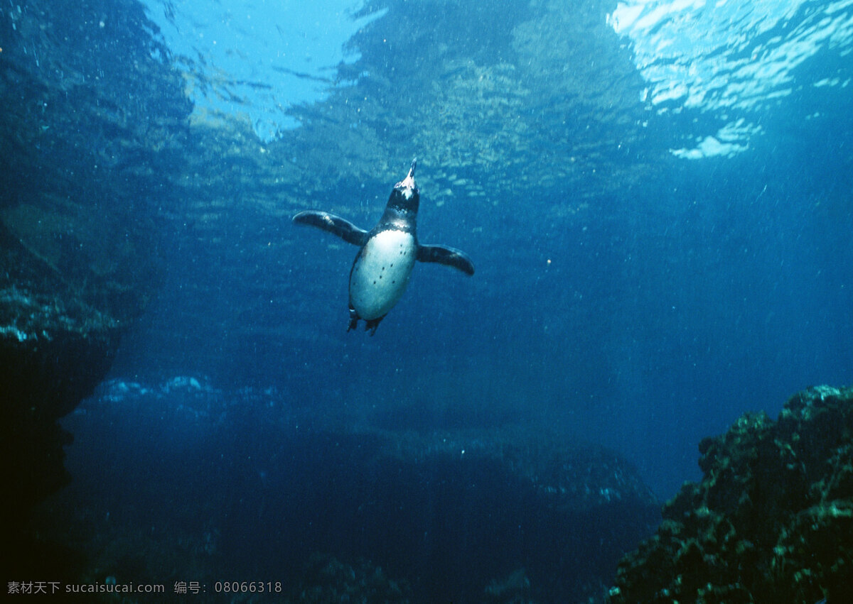 海底里的企鹅 动物世界 企鹅 南极 大海 海底世界 可爱 小企鹅 水中生物 生物世界 黑色