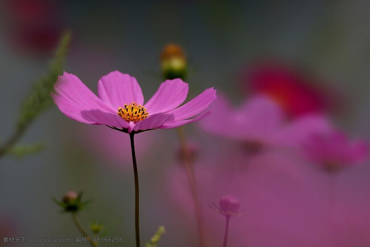 孤独的鲜花