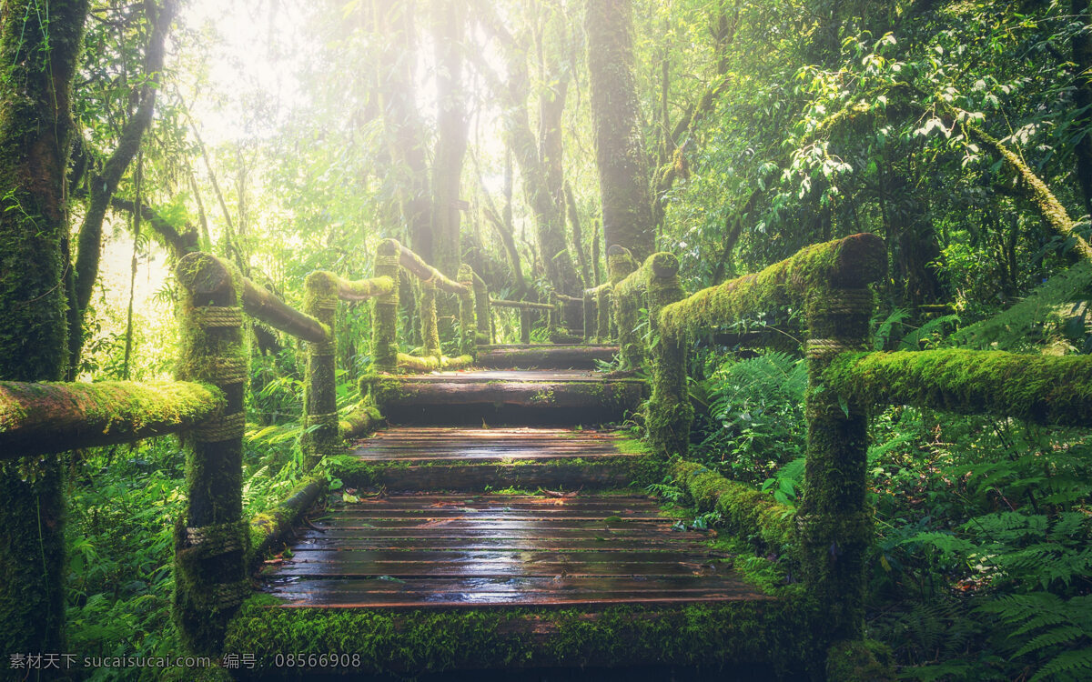 漂亮 热带雨林 风光 唯美 高清 森林 自然风光 风景 生物世界 树木树叶