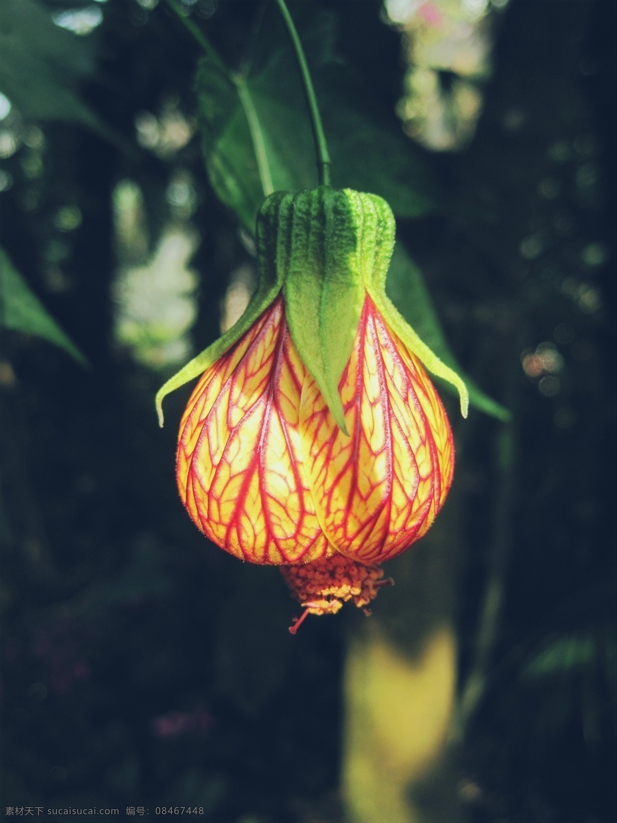 独特 纹 瓣 悬 铃 花