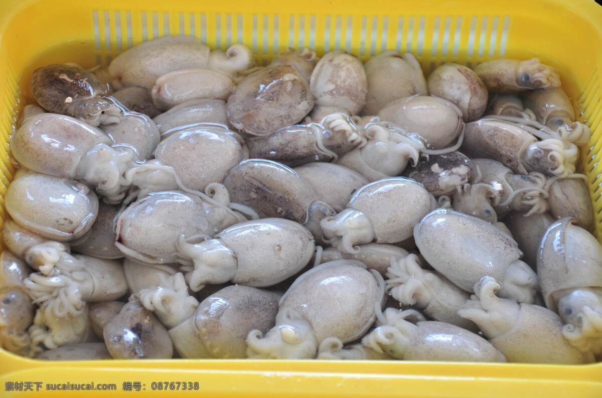 八爪鱼 八爪 小鱼 众多 海洋味 迷你 生物世界 鱼类