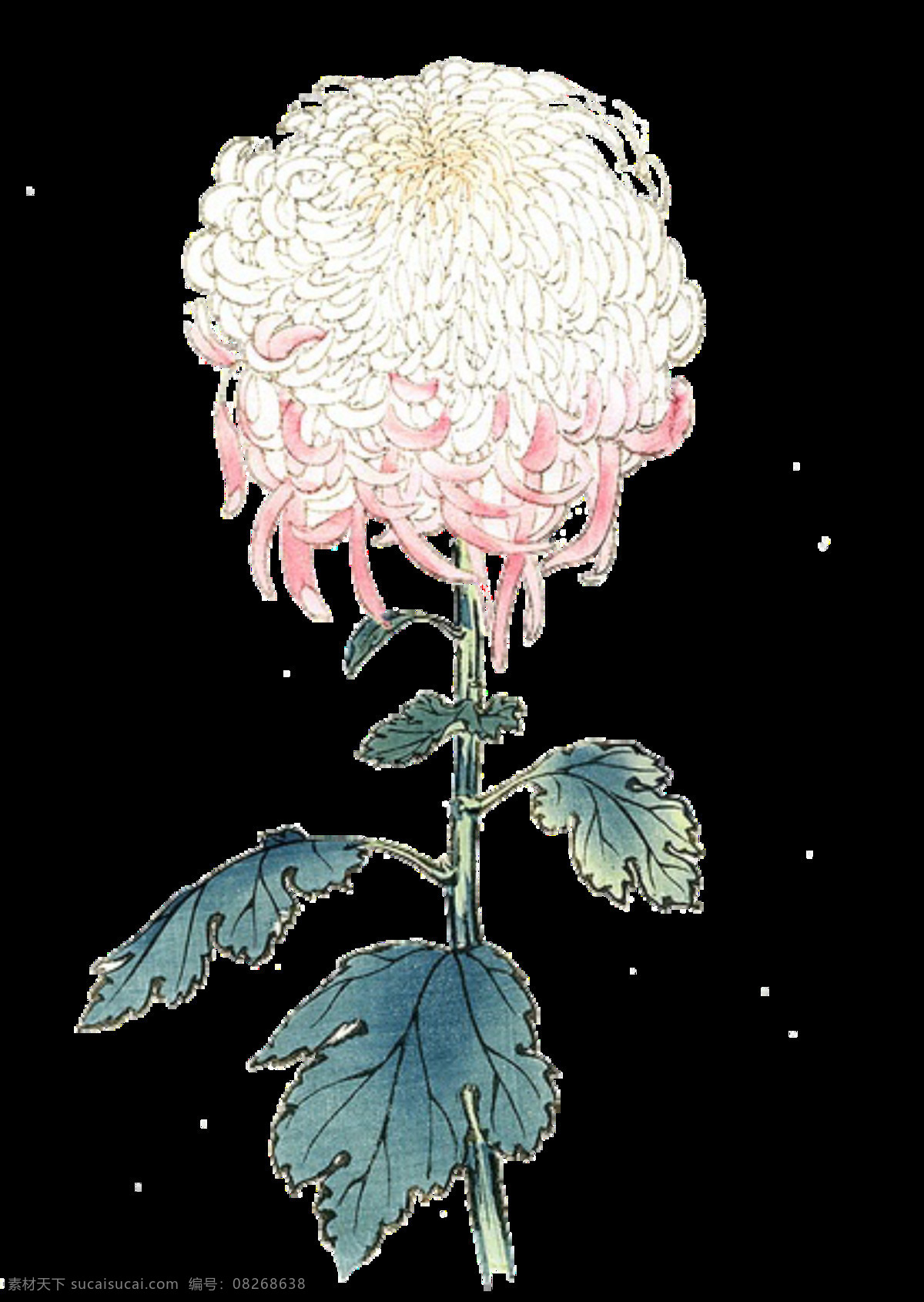 可爱 白色 小 菊花 装饰 雏菊鲜花 花卉 菊花茶叶 菊花花瓣 菊花花瓶 菊花水墨 菊花太阳花 可可 水墨菊花背景 水墨菊花花 小菊花