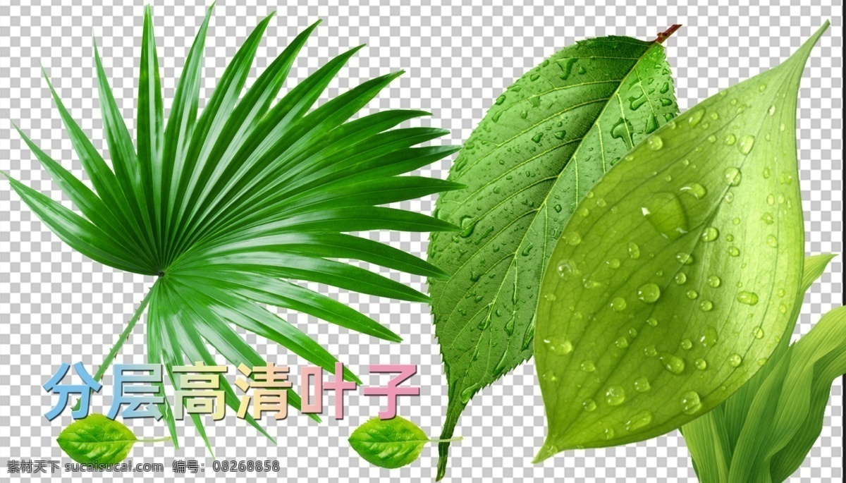 树叶 绿叶 叶子 薄荷叶 水珠树叶 绿叶子分层 分层