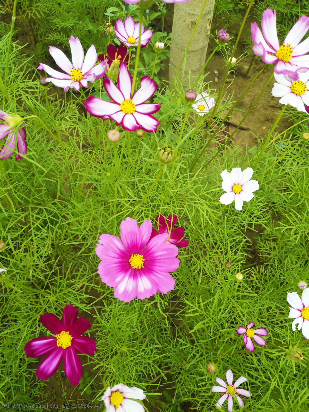 红花 绿草 花瓣 花儿 小花 杂草 生物世界 花草