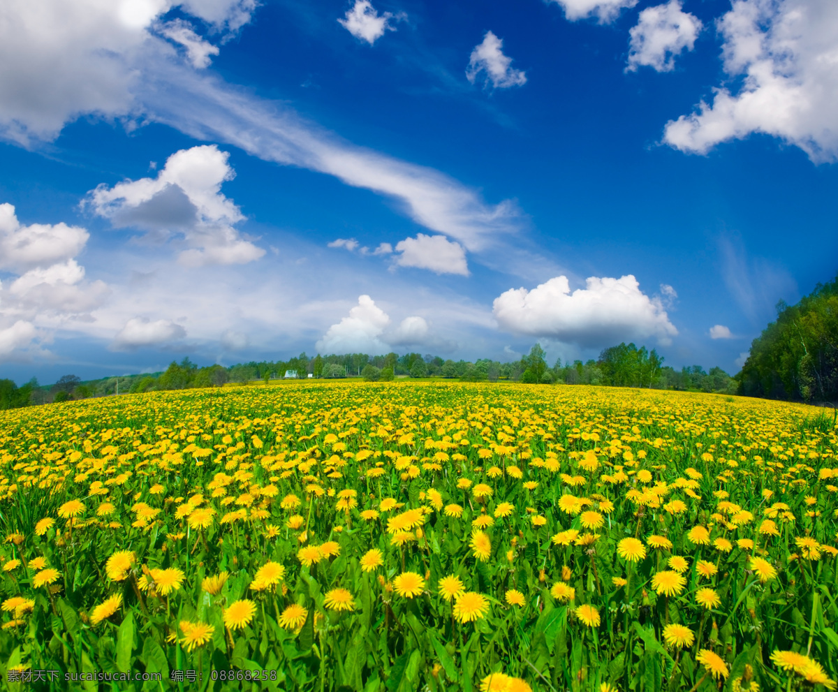 蒲公英 花海 dandelion 蓝天白云 草地 自然 风景 高清图片 山水风景 风景图片