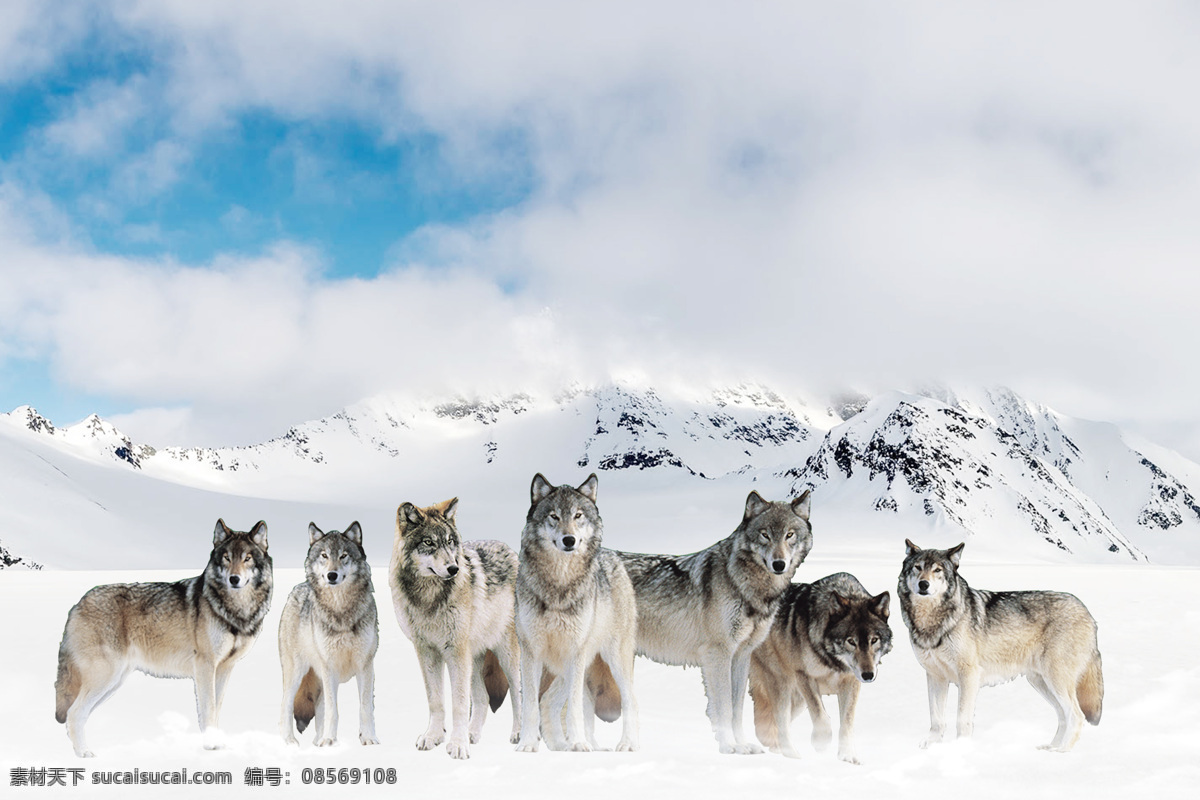 雪地群狼 雪地 群狼 狼 团队 狼性 企业文化 团结 生物世界 野生动物