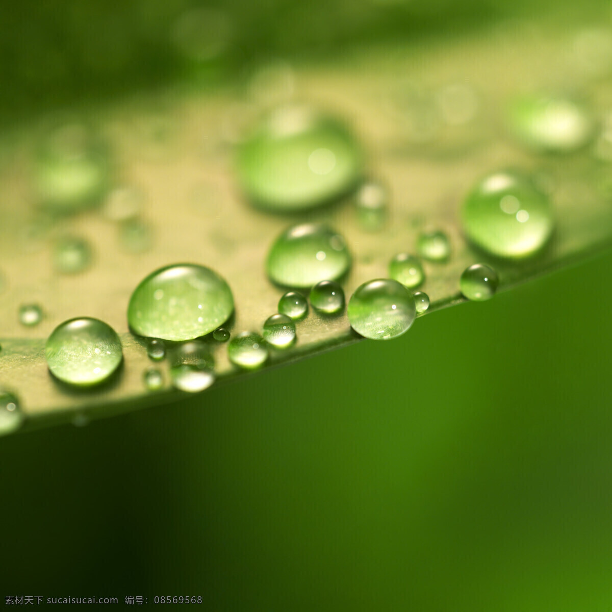 露水 露珠 绿色 绿叶 绿叶水滴 生物世界 树木树叶 水珠 水滴 透明水珠 晨露 植物世界
