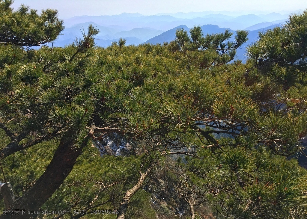 黄山松树 黄山 松树 远山 云海 春天 山水树木 自然景观 风景名胜