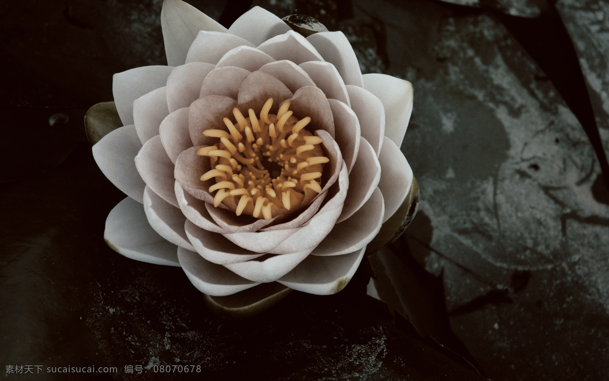 鲜花 鲜花背景 高清鲜花 花 花背景 唯美 唯美背景 花朵 玫瑰 rose 石榴花 芙蓉花 荷花 栀子花 山茶花 茶梅花 桃花 樱花 杏花 梨花 月季花 玫瑰花 茉莉花 蔷薇花 迎春花 海棠花 兰花 桂花 菊花 梅花 丁香花 金银花 凌霄花 水仙花 那些花儿 生物世界 花草