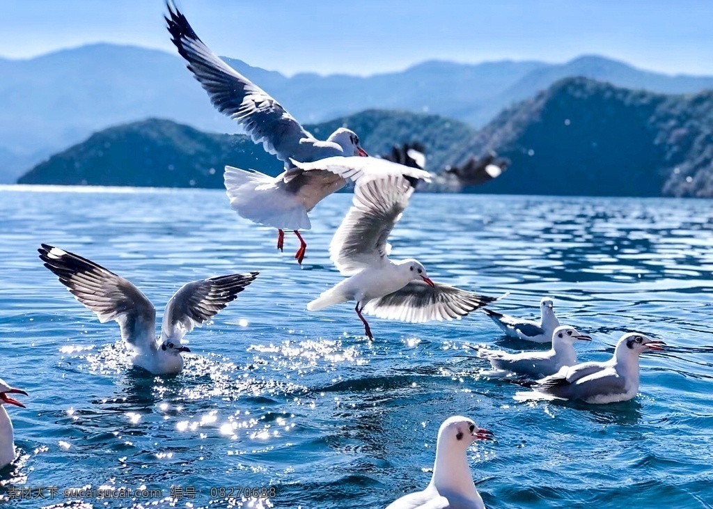 泸沽湖 云南 旅游景点 白鹭 沙鸥翔集 锦鳞游泳 旅游摄影 国内旅游