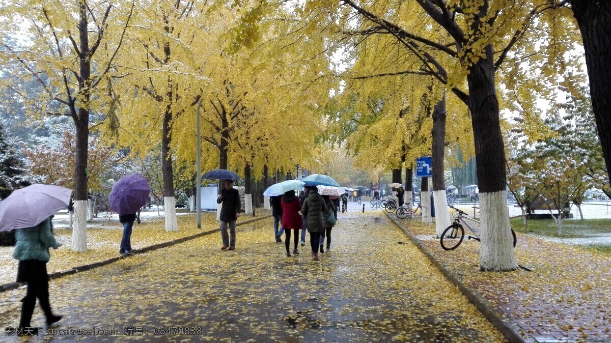 银杏和路人 银杏 秋天 行人 落叶 雨伞 小道