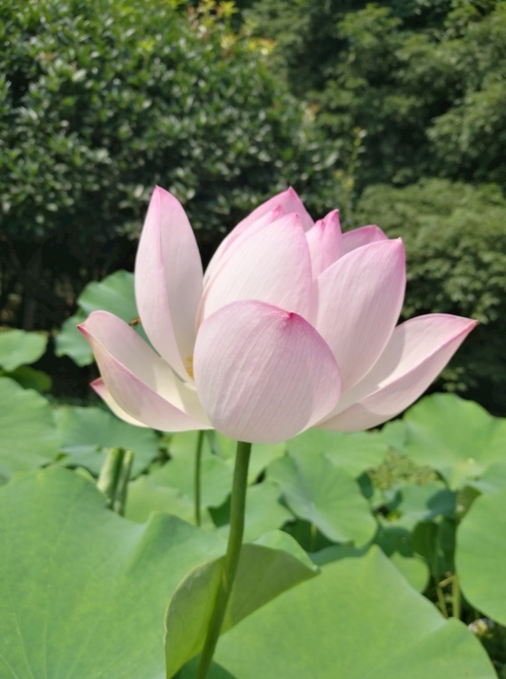 夏季荷花 荷花 荷叶 绿叶 粉红色荷花 花瓣 夏季太阳 绿树荷叶 洁白 自然景观 自然风景