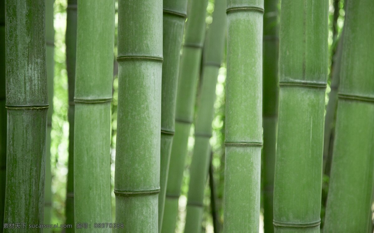 竹子 深处 竹林 竹林深处 竹林图片