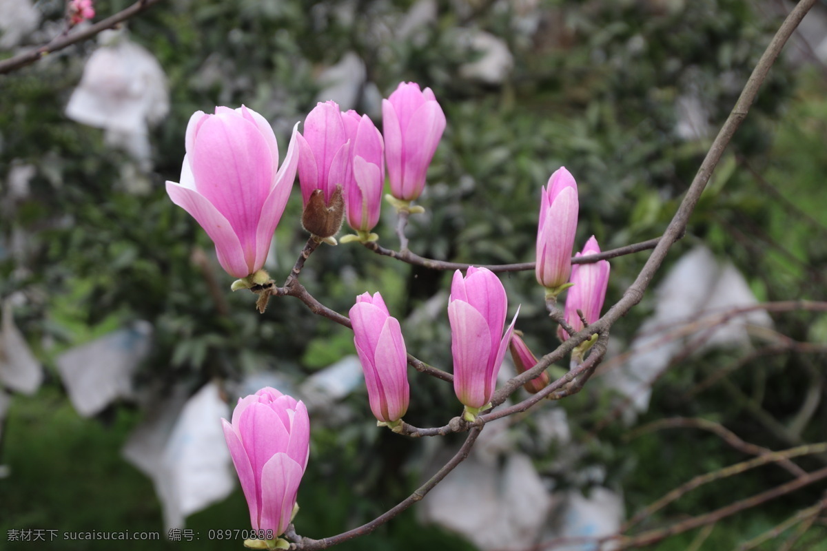 玉兰 红玉兰 木笔 紫玉兰 玉兰花开 一串玉兰花 白玉兰 生物世界 花草