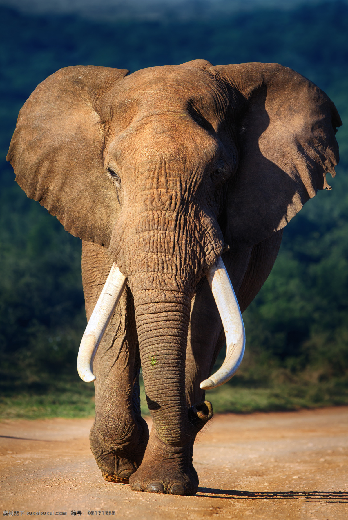 高清大象 高清图 大象 象牙 正面的大象 大象走路 棕色大象 非洲大象 太阳下的大象 黑色
