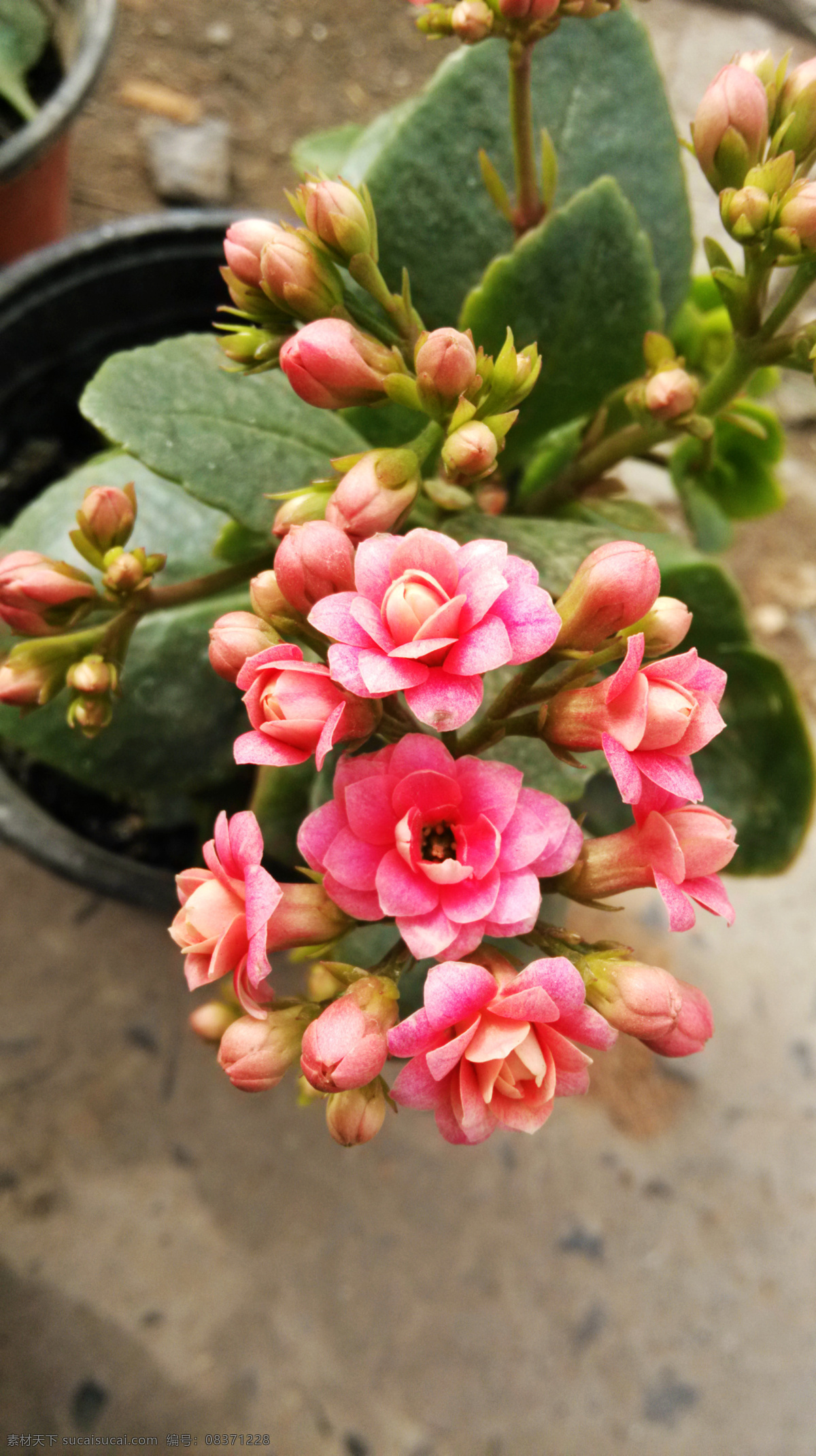 长寿花 红花 小花 花蕾 花苞 叶子 绿叶 花草集 生物世界 花草
