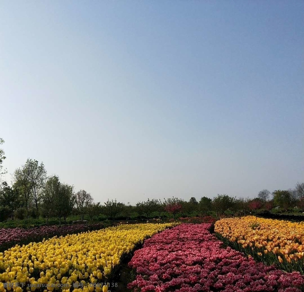 郁金香花海 红色 构图 黄色 美丽 走廊 生物世界 花草