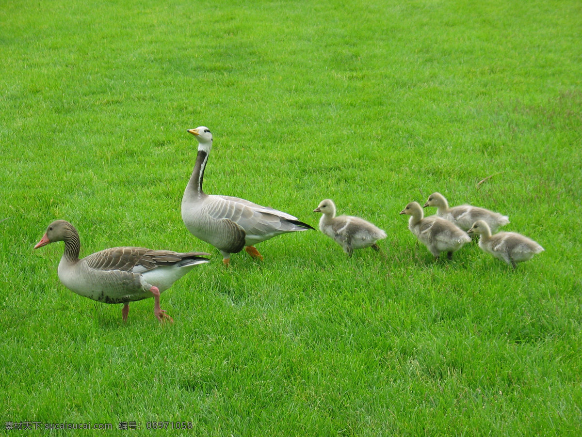 草坪鸭子 草坪 鸭子 小鸭子 鸭群 绿草坪 动物世界 生物世界 家禽家畜