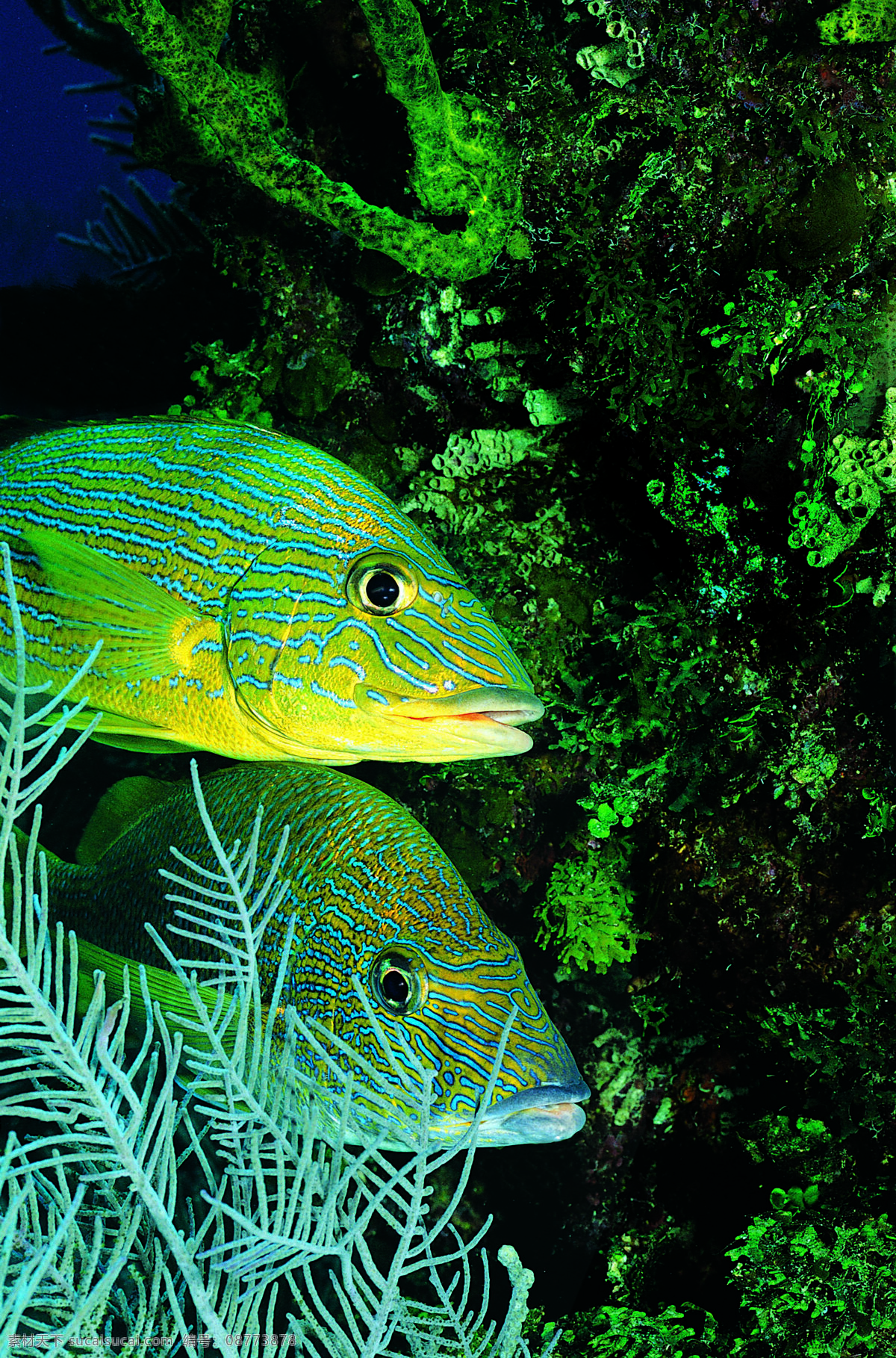 海洋生物 海底世界 海洋 礁石 生物世界 鱼 鱼类 珊蝴礁石 珊蝴 海底景色