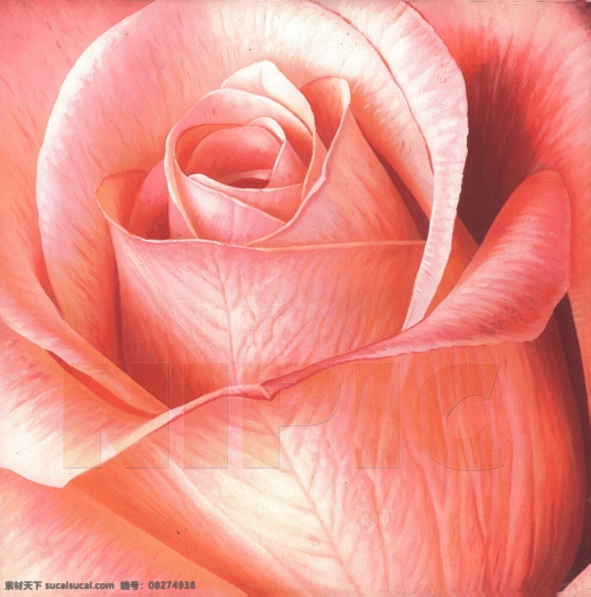 花卉 油画 花朵 花卉油画 花纹 绘画书法 玫瑰 手绘油画 油画花 装饰画 无框画 文化艺术 装饰素材