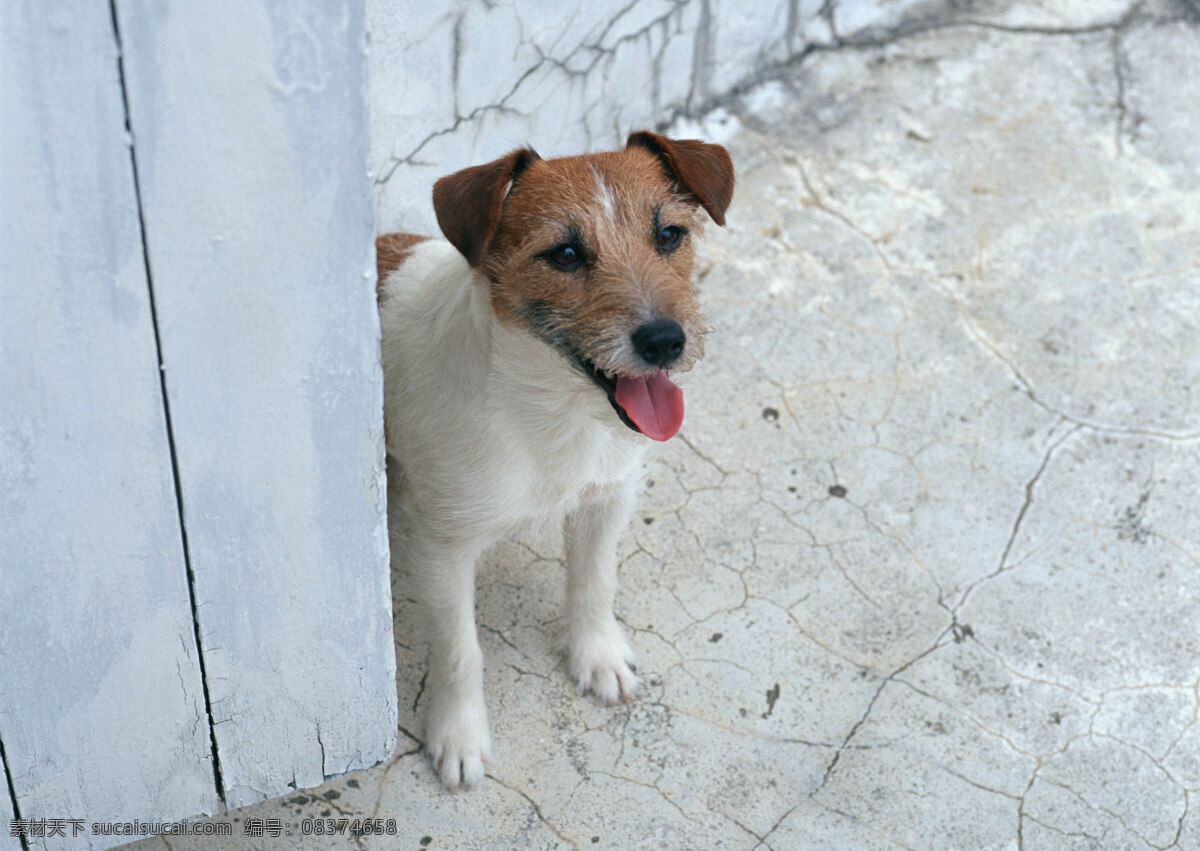 推 门 出来 小狗 宠物 宠物狗 可爱 名犬 名贵犬种 犬科动物 陆地动物 生物世界 狗狗图片