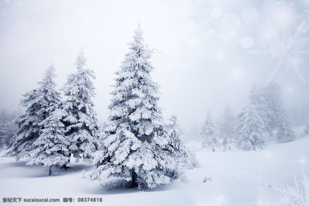 雪地 上 耸立 松树 耸立的松树 树木 美景 山水风景 风景图片
