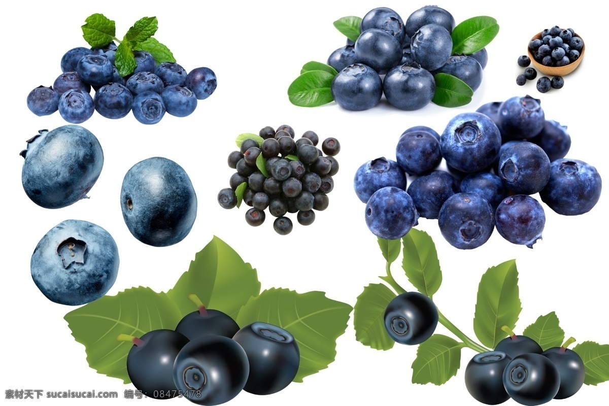 蓝莓 透明素材 png抠图 水果 黑葡萄 蓝色浆果 蔓越莓 笃斯 笃柿 嘟嗜 都柿 甸果 笃斯越桔 地果 龙果 非 原创 透明 合 辑 分层