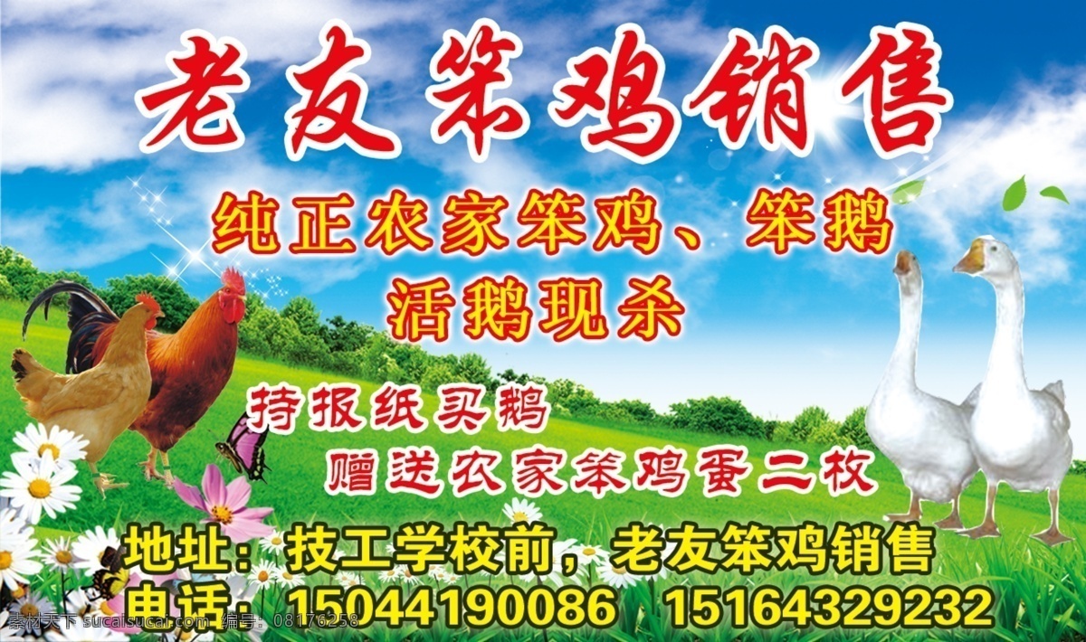 笨鸡出售 出售笨鸡 笨鹅 活鹅现杀 土鸡蛋 农家 dm宣传单