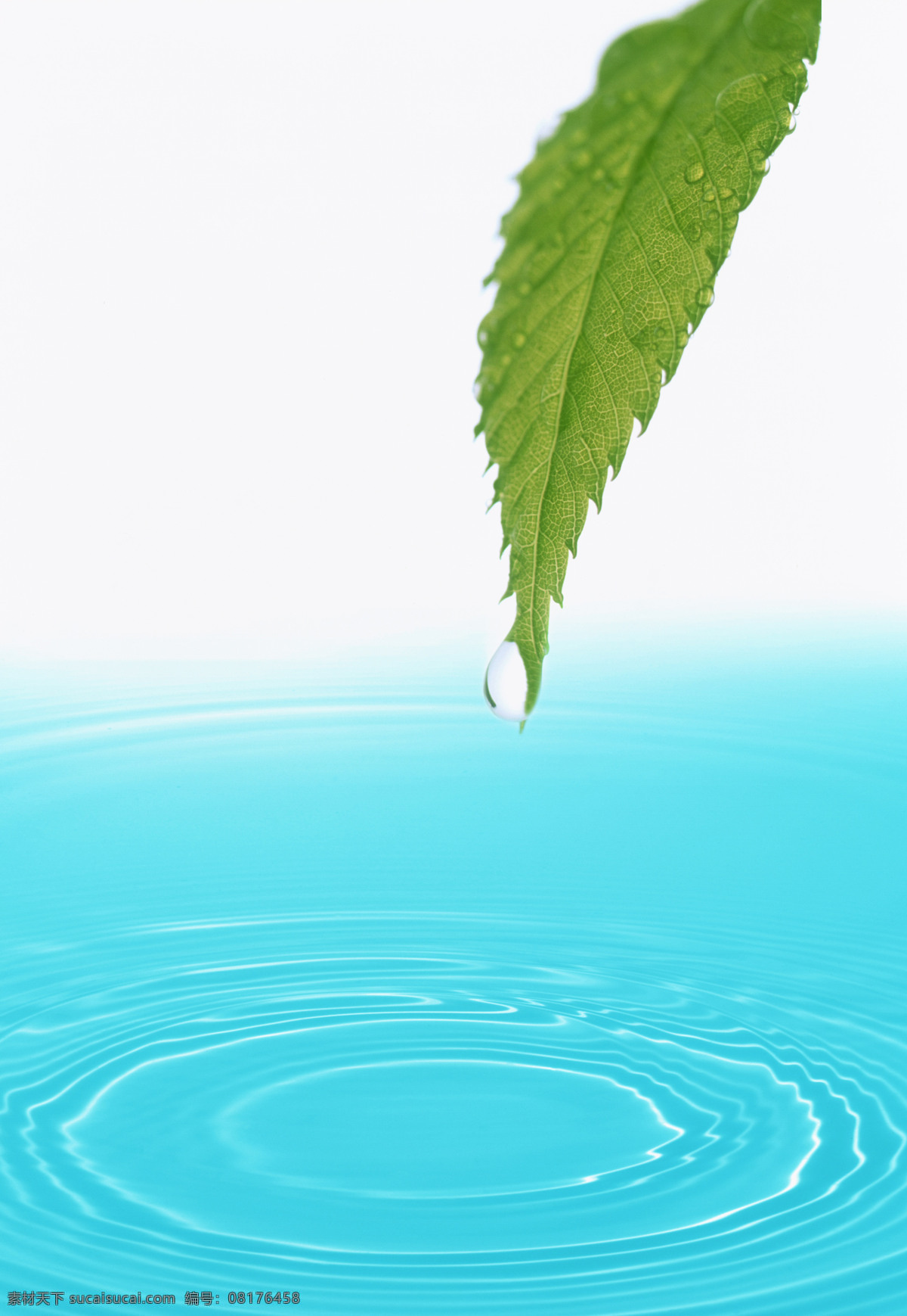 绿叶 背景底纹 底纹边框 绿色 清新 水滴 水纹 绿叶设计素材 绿叶模板下载 阳光 叶子 psd源文件