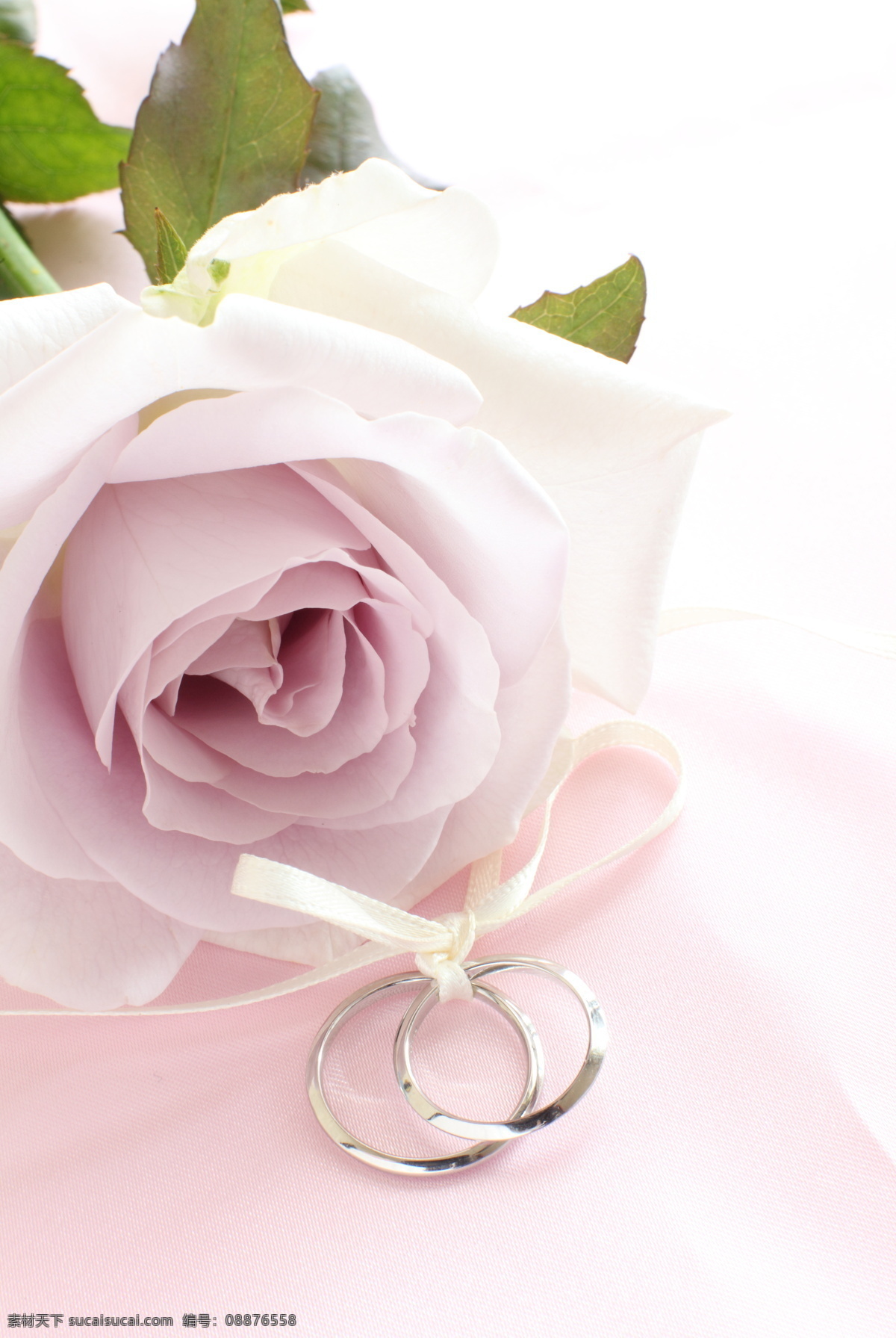 玫瑰花 戒指 爱情 浪漫 对戒 结婚 婚礼 花草树木 生物世界