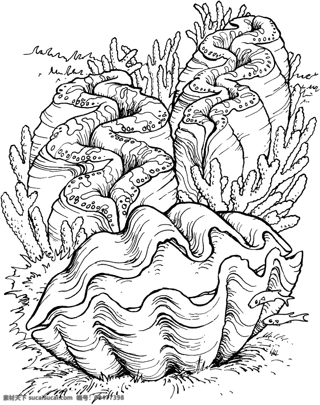 海贝 海螺 海贝海螺 动物素描 海洋生物 动物素材 海洋 动物 手绘 画 设计素材 动物专辑 素描速写 书画美术 白色