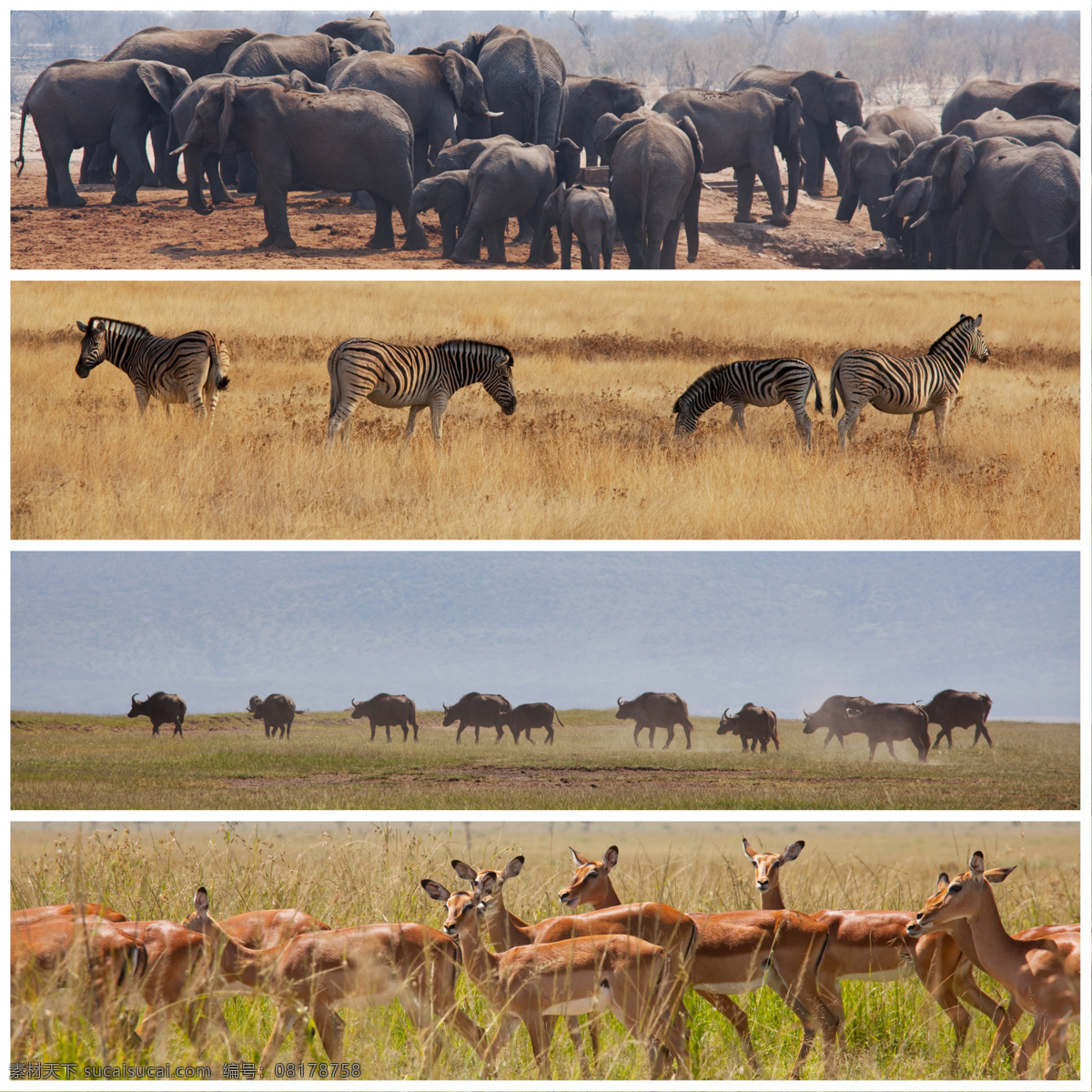 非洲 草原 动物 非洲草原动物 大象 斑马 野牛 羚羊 野生动物 动物世界 陆地动物 生物世界
