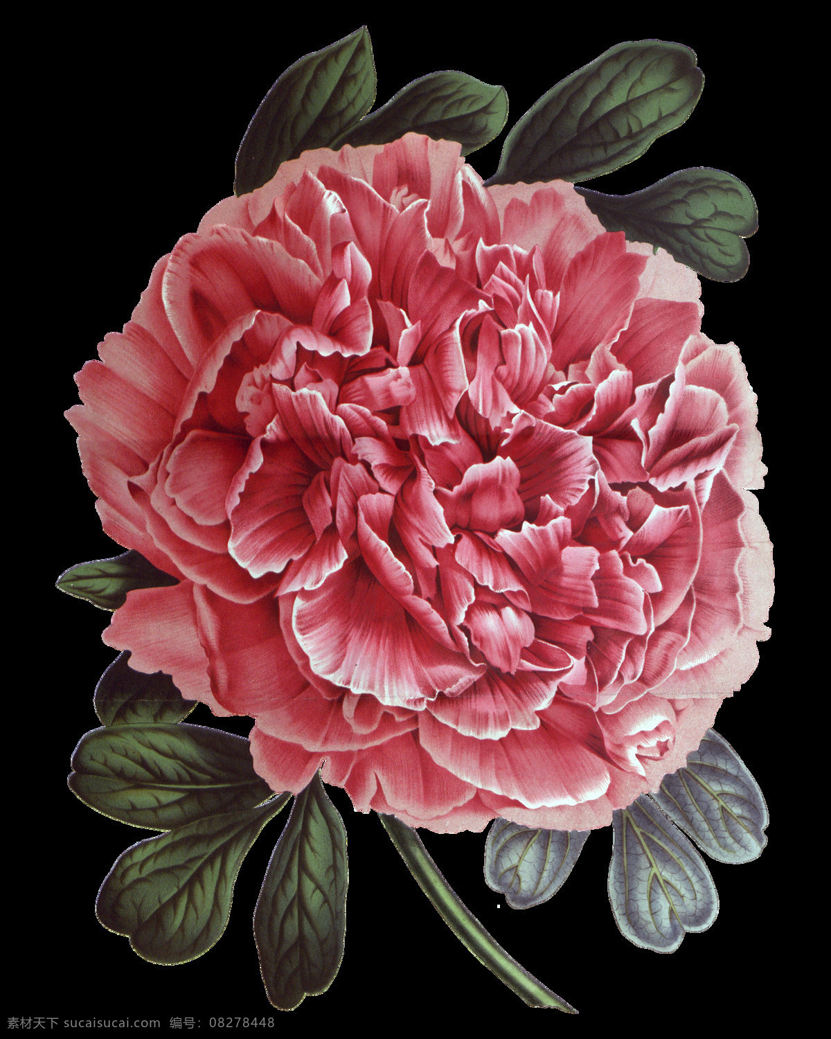高清 红色 牡丹 花朵 装饰 元素 含苞待放 矢量花朵 矢量素材 手绘花朵素材 鲜花花蕾 鲜花素材花卉