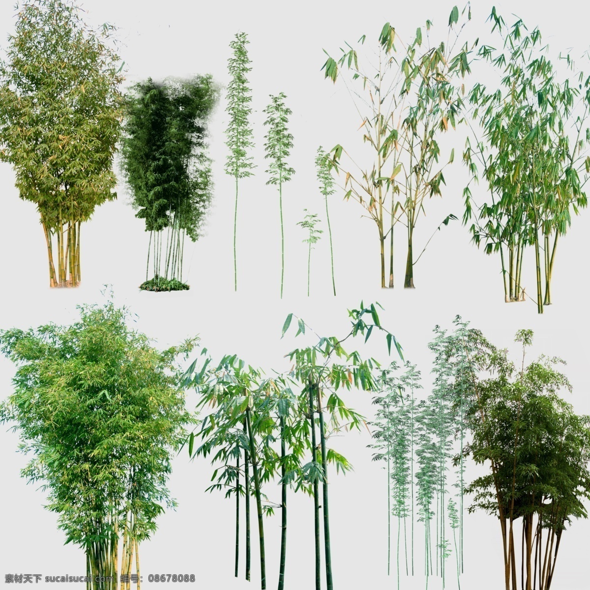 竹子素材 景观 植物 绿化 周边 景观素材 分层
