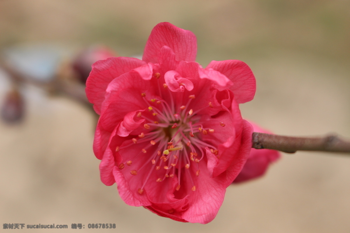 桃花 开花 春天 花朵 桃花运 花瓣 桃花园 微距摄影 花草 生物世界 红色