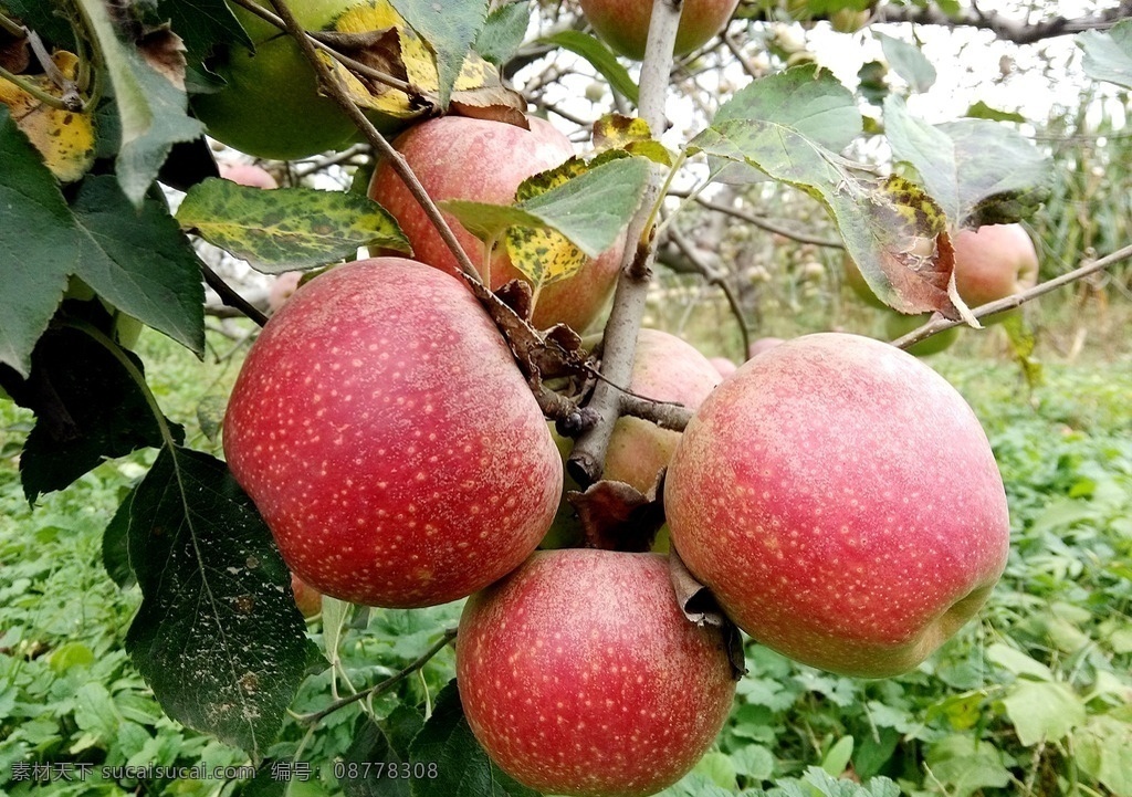 红苹果 苹果树 苹果园 树枝 丰收 希望 秋天 近景 树木树叶 生物世界 水果