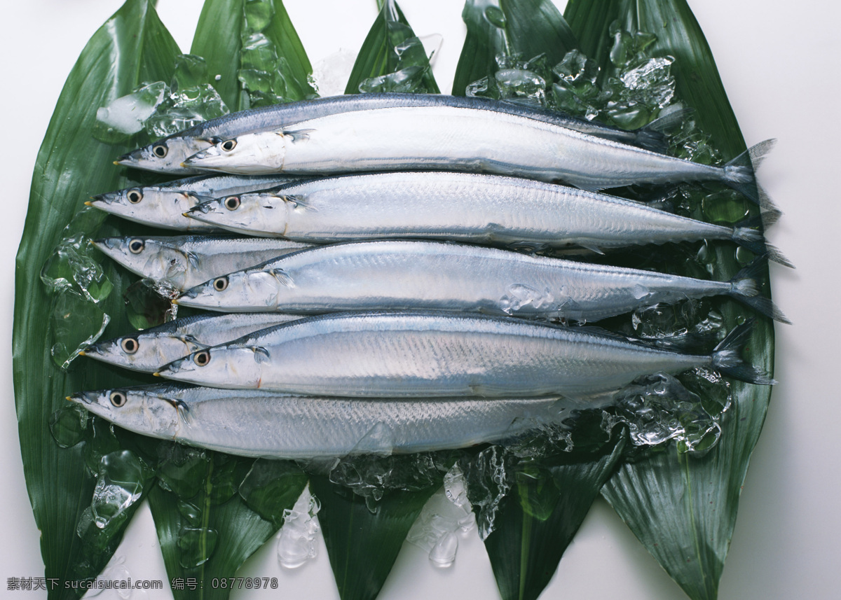 箭鱼 海产品 海鲜 海洋生物 摄影图库 生物世界 鱼类 竹叶 海洋生物海鲜