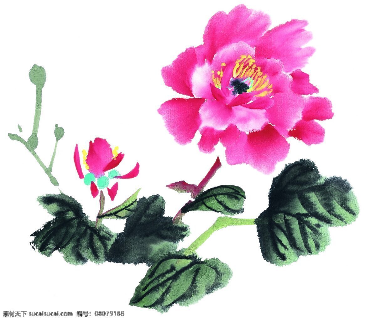 国画牡丹图片 国画牡丹 国画 牡丹 中国画 国色天香 荣华富贵 花 水墨 彩色 手绘 插画 水墨画 水彩画 绘画作品 中国风专辑 文化艺术 美术绘画