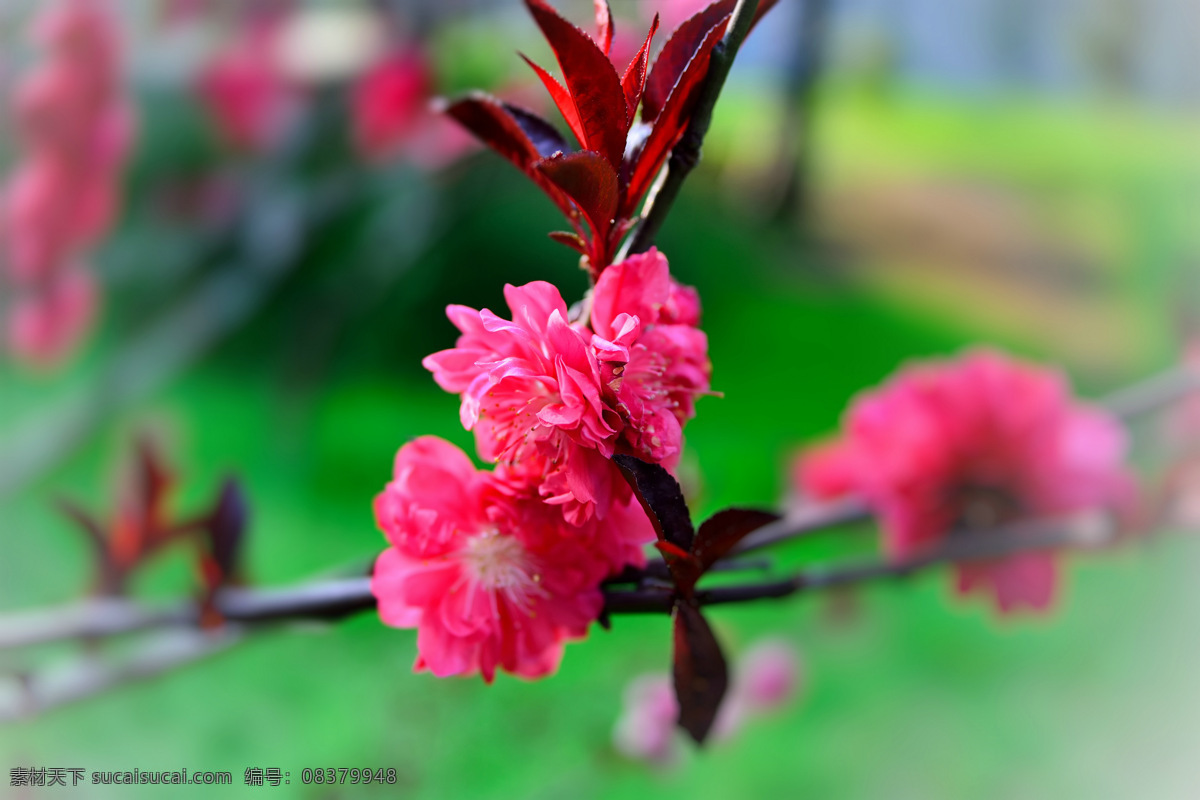 红桃花