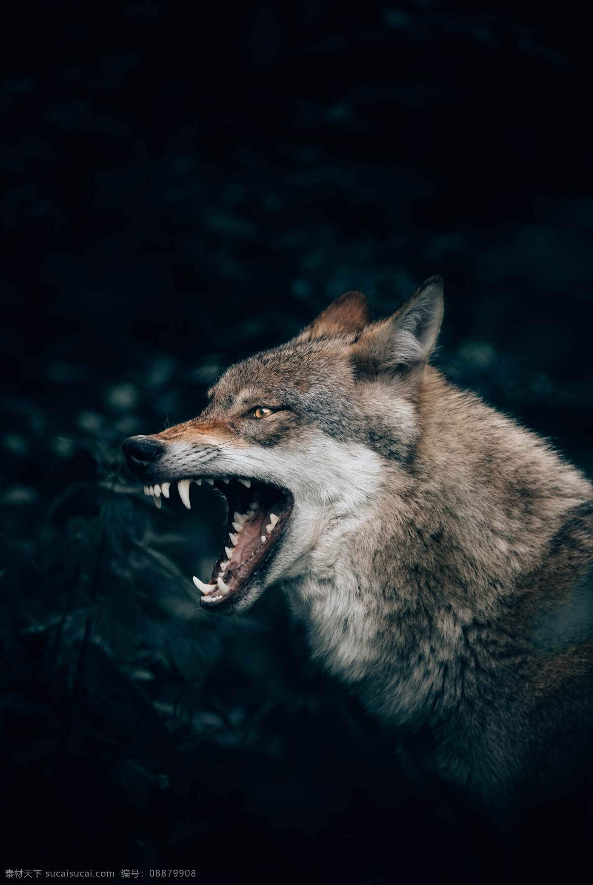 野狼 狼 狼性团队 野性 野生动物 动物 丛林之王 嚎叫 狼嚎 黑色背景 可爱动物 生物世界