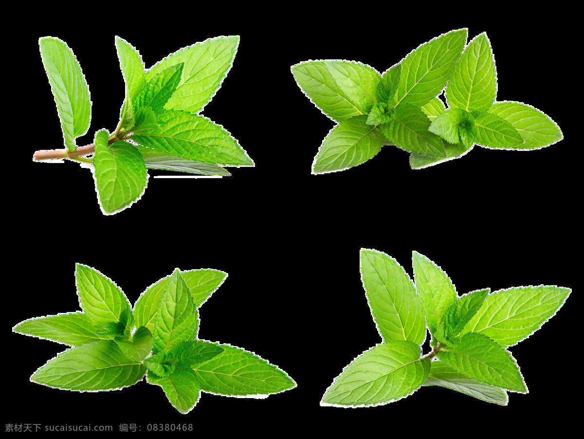 不同 角度 摆放 花枝 透明 装饰 绿色 绿叶 免扣素材 透明素材 叶子 植物 装饰图片
