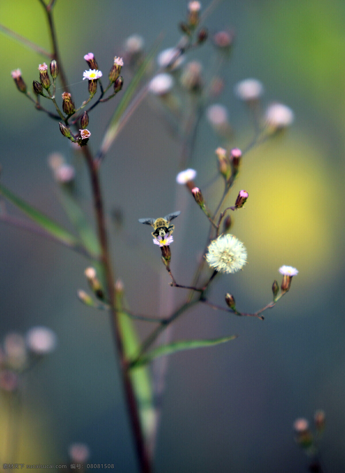 蜜蜂 采 蜜 昆虫 蜜蜂采蜜 生物世界 小花 采蜜
