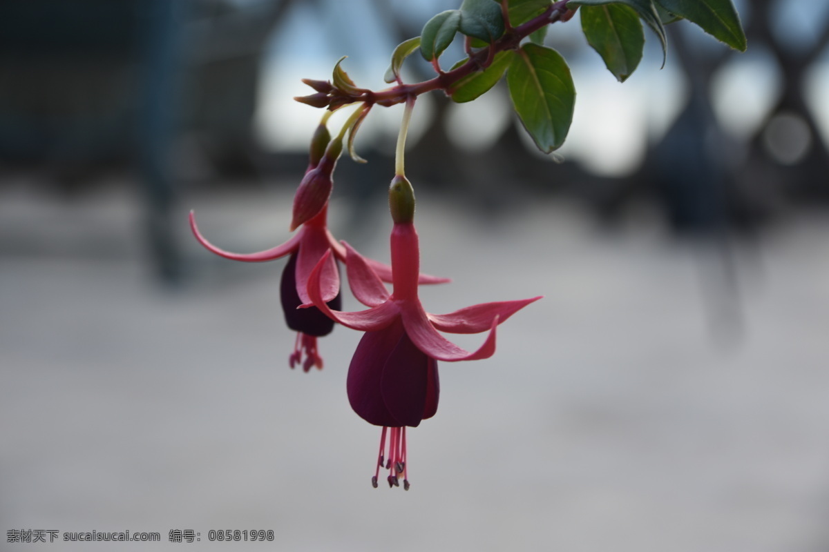 石榴花 石榴 花 石榴果实 果实 生物世界 水果