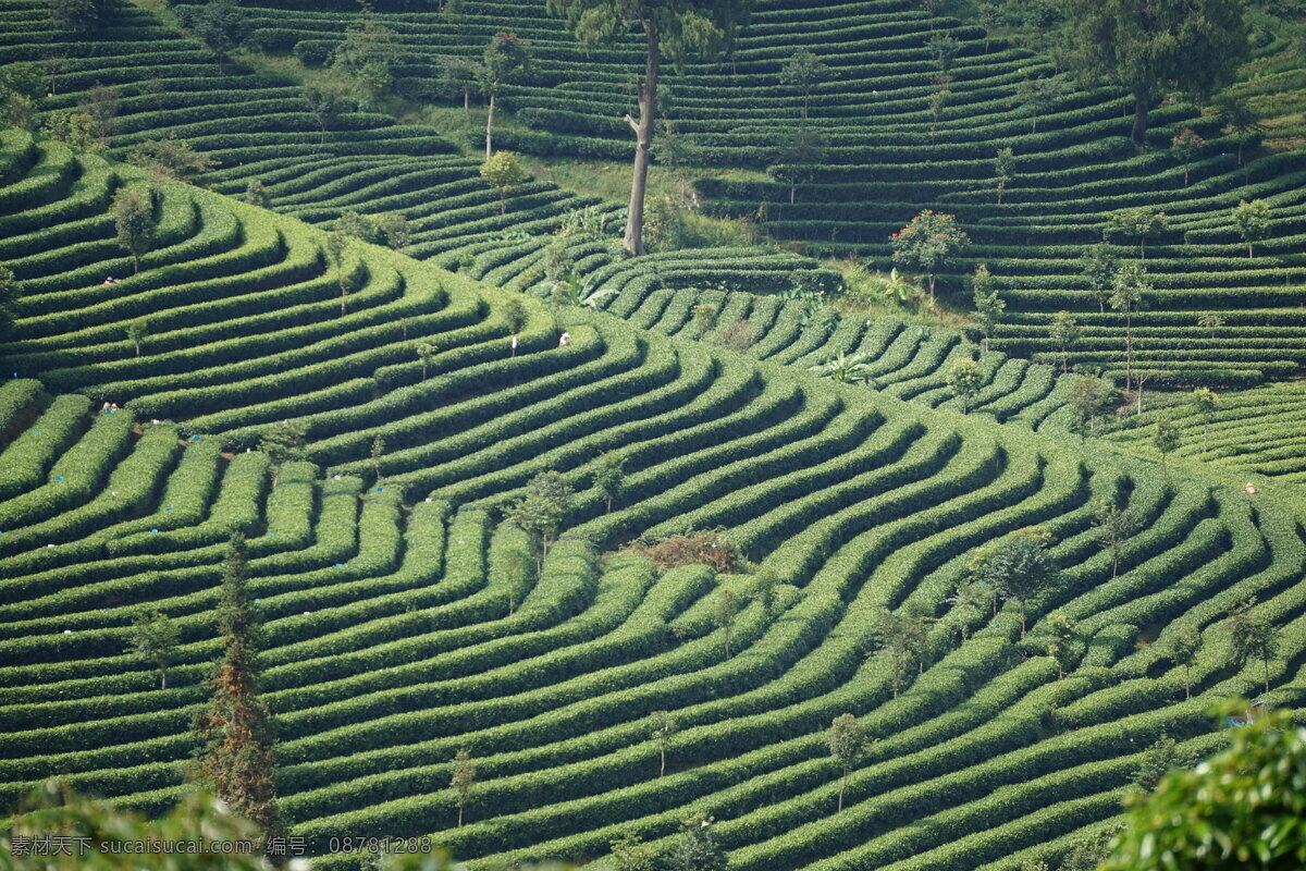 茶 茶山 风景 茶树 茶山远景 梯田 茶梯 自然景观 自然风景