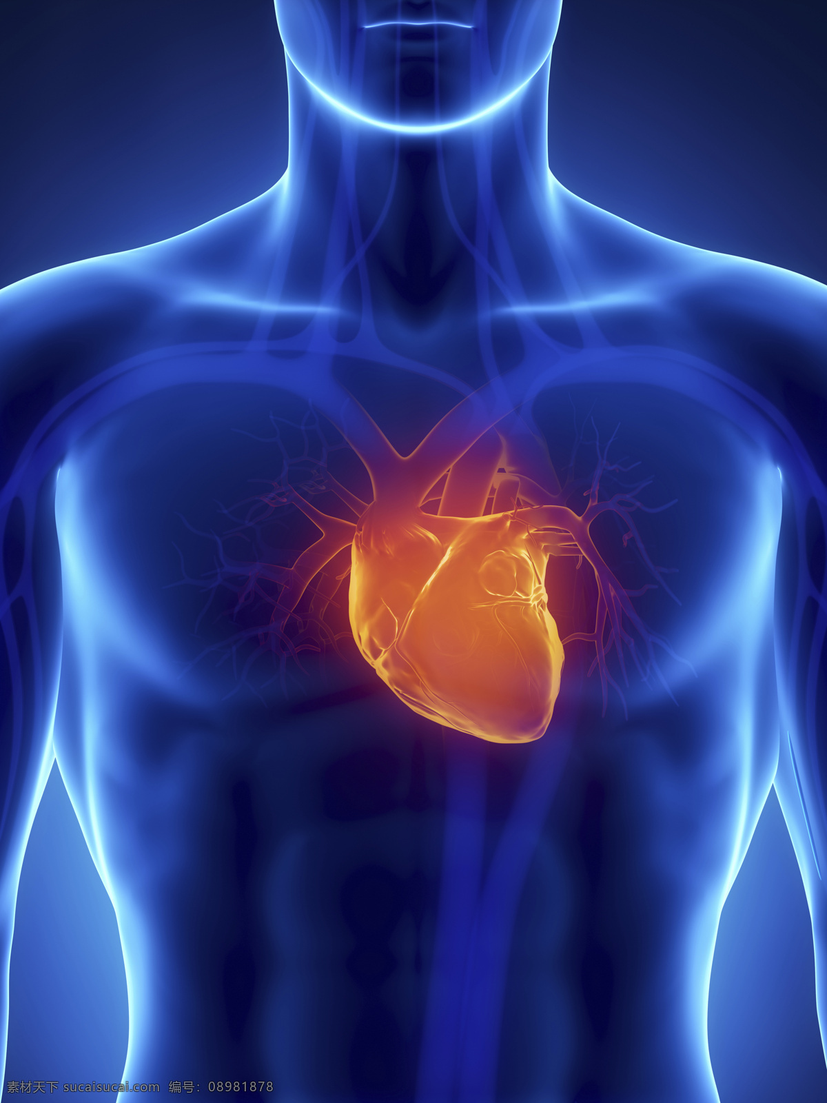 男性 人体 心脏 血管 器官 男性器官 心脏器官 血管器官 人体器官 医疗科学 医学 人体器官图 人物图片