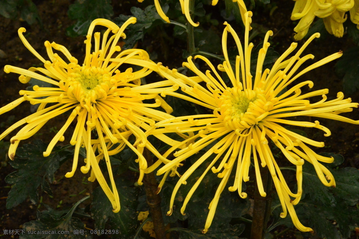 菊花 秋菊 园艺 花卉素材 寿客 金英 黄华 陶菊 花卉 花儿 花草 花朵 花瓣 花蕊 绿化景观 草本植物 菊菊花 生物世界