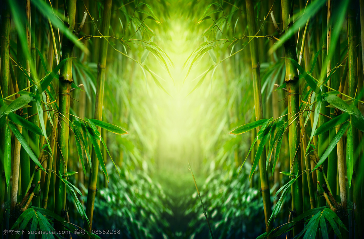 梦幻竹林 竹子 树林 竹林 绿色 森林